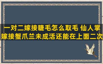 一对二嫁接睫毛怎么取毛 仙人掌嫁接蟹爪兰未成活还能在上面二次嫁接吗